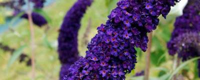 BUDDLEJA davidii 'BLACK KNIGHT' 01