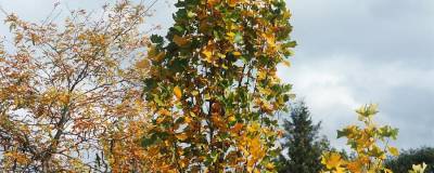 LIRIODENDRON tulipifera 'FASTIGIATUM' 01