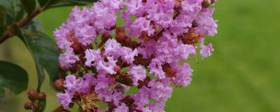 LAGERSTROEMIA indica LILAC GRAND SUD (R) 'Minla18' 01