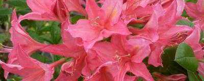 AZALEA mollis 'JOLIE MADAME' 01