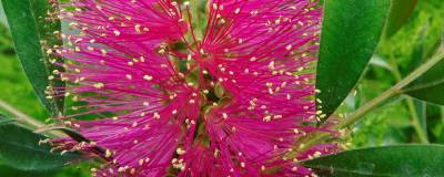 CALLISTEMON viminalis HOT PINK (R) 'Kkh01' cov 01