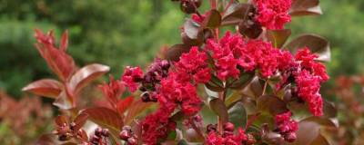 LAGERSTROEMIA indica DYNAMITE 'Whit II' 01