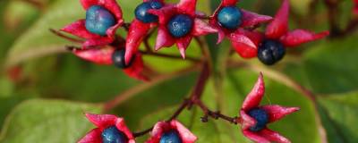 CLERODENDRUM trichotomum var.fargesii 01