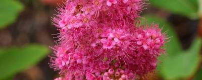 SPIRAEA x billiardii 01