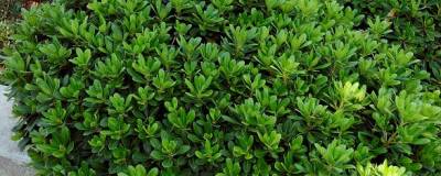 PITTOSPORUM tobira 'NANA' 01