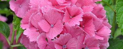 HYDRANGEA macrophylla DOLCE (R) FARFALLE 'Dolfarf' cov 01