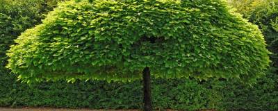 CATALPA bignonioides 'NANA' 01