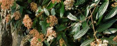 VIBURNUM 'PRAGENSE' 01