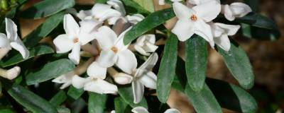 DAPHNE x transatlantica ETERNAL FRAGRANCE (R) 'Blafra' cov 01