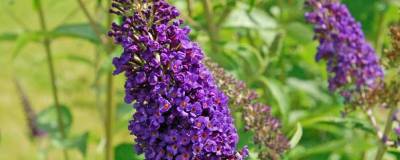 BUDDLEJA davidii 'EMPIRE BLUE' 01