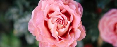 ROSIER clbg BELLE EPOQUE (R) 'Chris010' 01