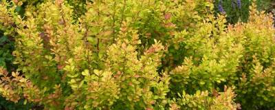 BERBERIS thunbergii ORANGE TORCH (R) 01