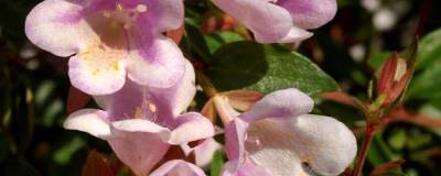 ABELIA x PASTEL CHARM (R) 'Minduo2' cov 01