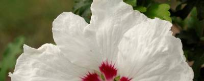 HIBISCUS syriacus SUP'HEART (R) 'Minomb' cov 01