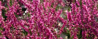 CALLUNA vulgaris 'ALLEGRO' 01