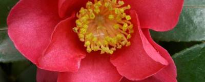 CAMELLIA sasanqua 'HIRYU' 01