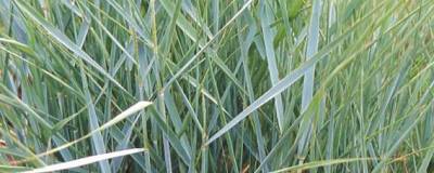 PANICUM virgatum 'PRAIRIE SKY' 01