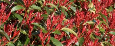 PHOTINIA x fraseri 'RED ROBIN' 01