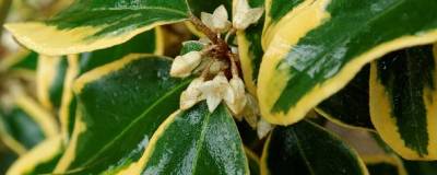 ELAEAGNUS x ebbingei 'GILT EDGE' 01