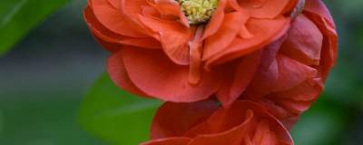 CHAENOMELES x MANGO STORM (R) 'Mincha01' cov OBSOLETE 01