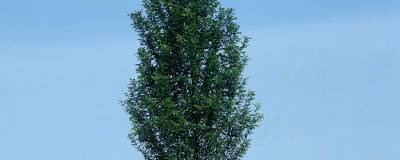 CARPINUS betulus 'ALBERT BEECKMAN' 01