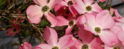 CORNUS florida var. rubra 01