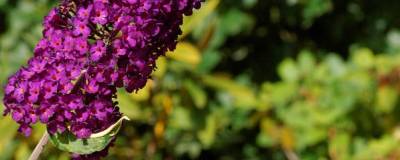 BUDDLEJA davidii 'HARLEQUIN' 01