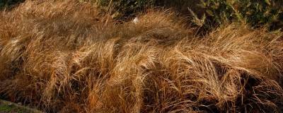 CAREX comans 'BRONZE FORM' 01