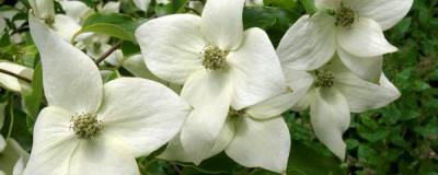 CORNUS kousa var.chinensis GREAT STAR (R) 01