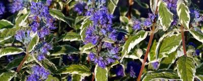 CARYOPTERIS x clandonensis 'White surprise' cov 01