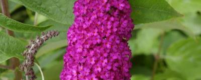 BUDDLEJA davidii 'ROYAL RED' 01