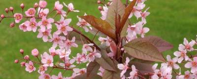 PRUNUS padus 'COLORATA' 01