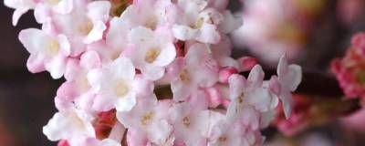 VIBURNUM x bodnantense 'CHARLES LAMONT' 01