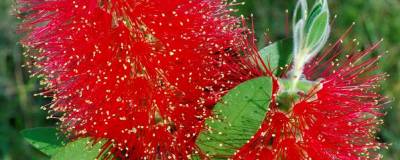 CALLISTEMON laevis 01