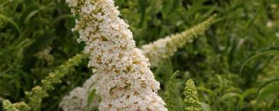 BUDDLEJA davidii 'WHITE PROFUSION' 01