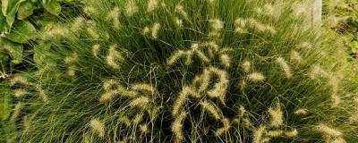 PENNISETUM alopecuroides 01