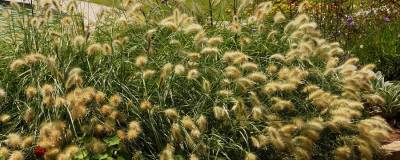 PENNISETUM villosum 01