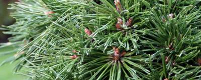 PINUS mugo 'BENJAMIN' 01