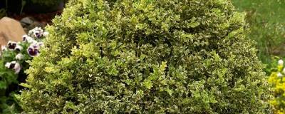 BUXUS sempervirens 'ELEGANS' 01