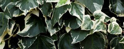 HEDERA helix 'GLACIER' 01