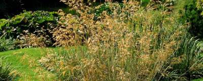 STIPA gigantea 01