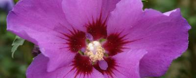 HIBISCUS syriacus RUSSIAN VIOLET (R) II 'Minsyru3' cov 01