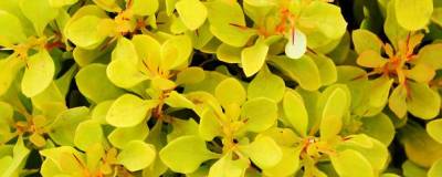 BERBERIS thunbergii 'Tiny Gold' cov 01