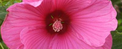 HIBISCUS moscheutos ROSE (DISCO BELLE) 01