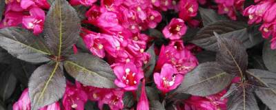 WEIGELA florida MINOR BLACK 'Verweig 3' cov 01