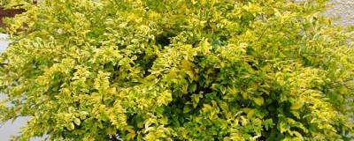 LIGUSTRUM sinense 'Lemon & Lime' 01