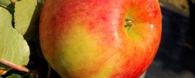 MALUS domestica 'Rhapsodie' cov 01