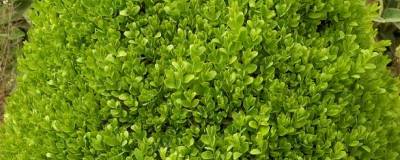 BUXUS sempervirens 'SUFFRUTICOSA' 01