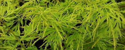 ACER palmatum var.dissectum 'SEIRYU' 01