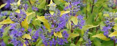 CARYOPTERIS x clandonensis PW (R) SUNNY BLUE 'Janice' cov 01